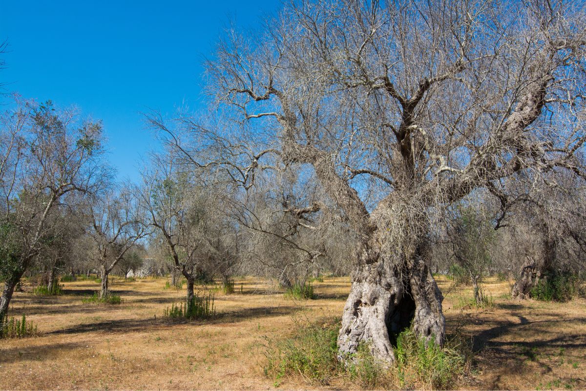 Νέα φυτά ξενιστές της Xylella fastidiosa .jpg